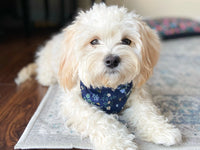 "Colorful Stars" Dog Bandana