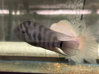 Convict cichlids