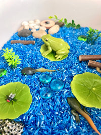 Pond Life Cycle Sensory Kit And Water Play - BIG FRENCHIES