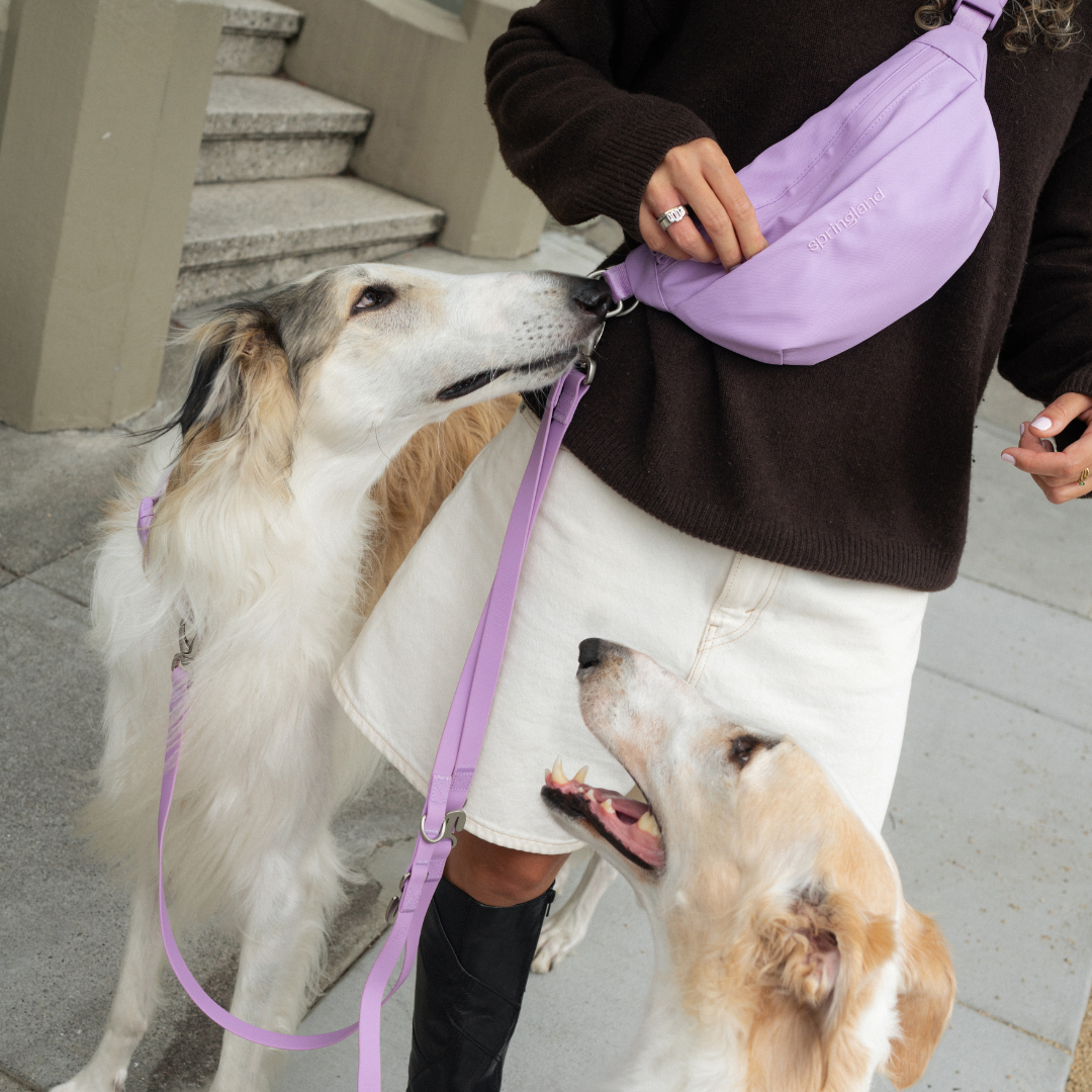Hands-Free Dog Walking Bag with 4ft Leash - BIG FRENCHIES