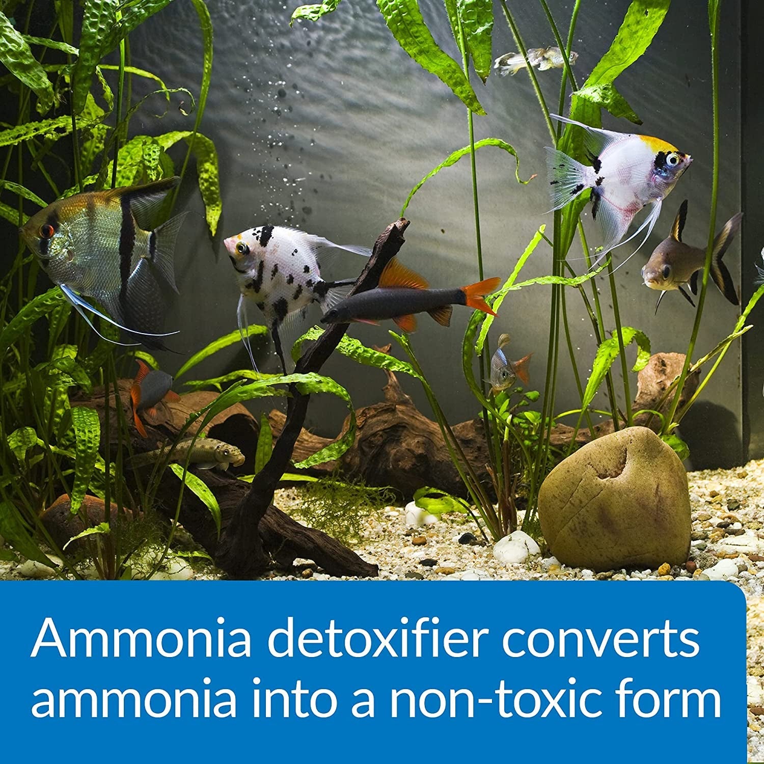 Ammo Lock Freshwater and Saltwater Aquarium Ammonia Detoxifier 1-Gallon Bottle - BIG FRENCHIES