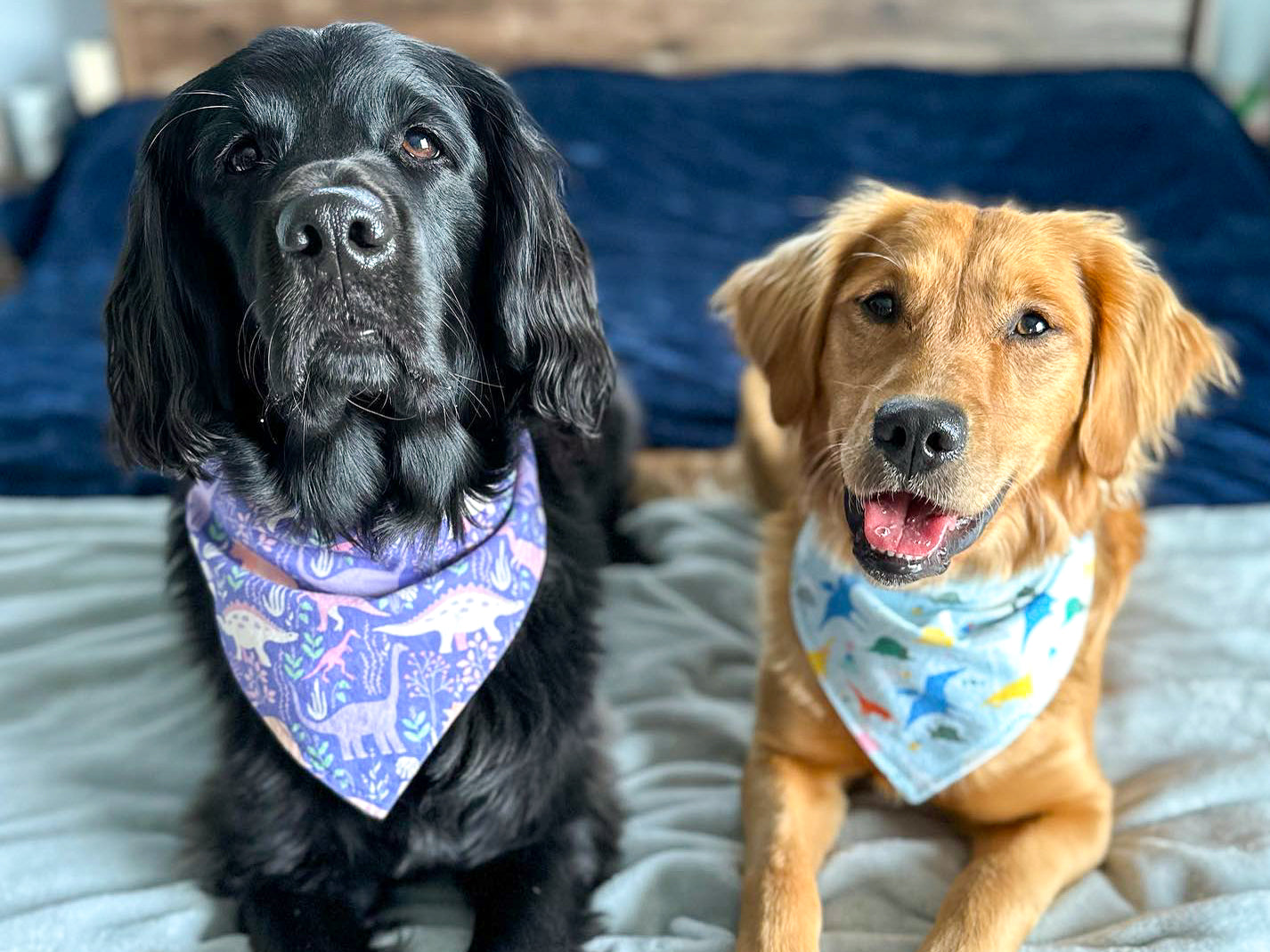 "Conversation Hearts on White" Dog Bandana