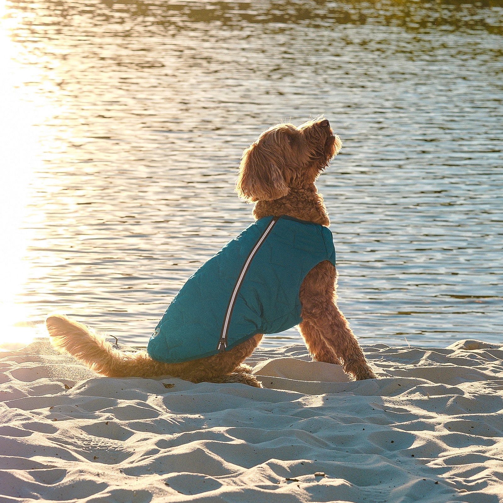 Sustainable Eco-Friendly Dog Jacket / Vest - Made in Ukraine - BIG FRENCHIES