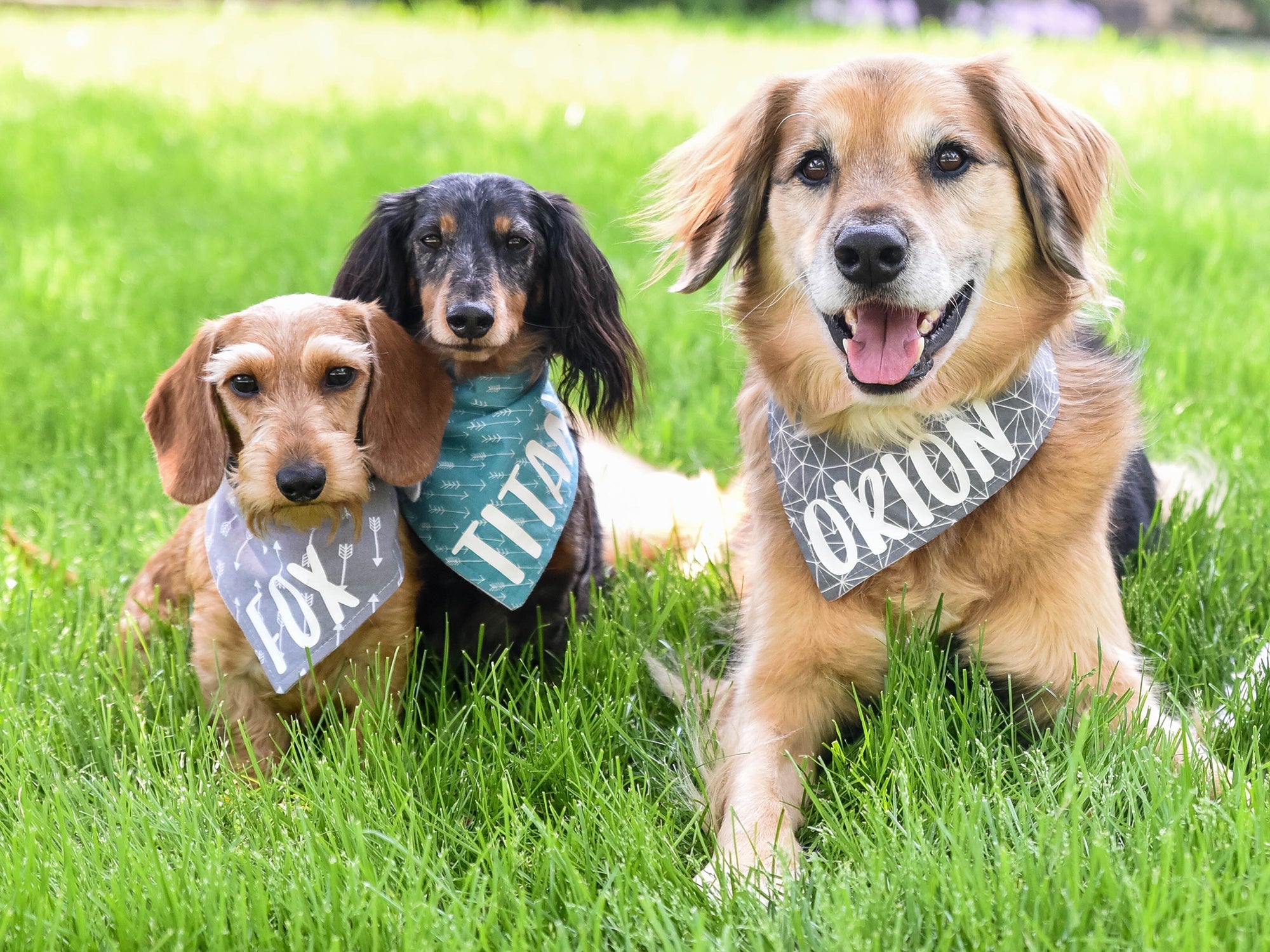 "Black & White Check" Dog Bandana