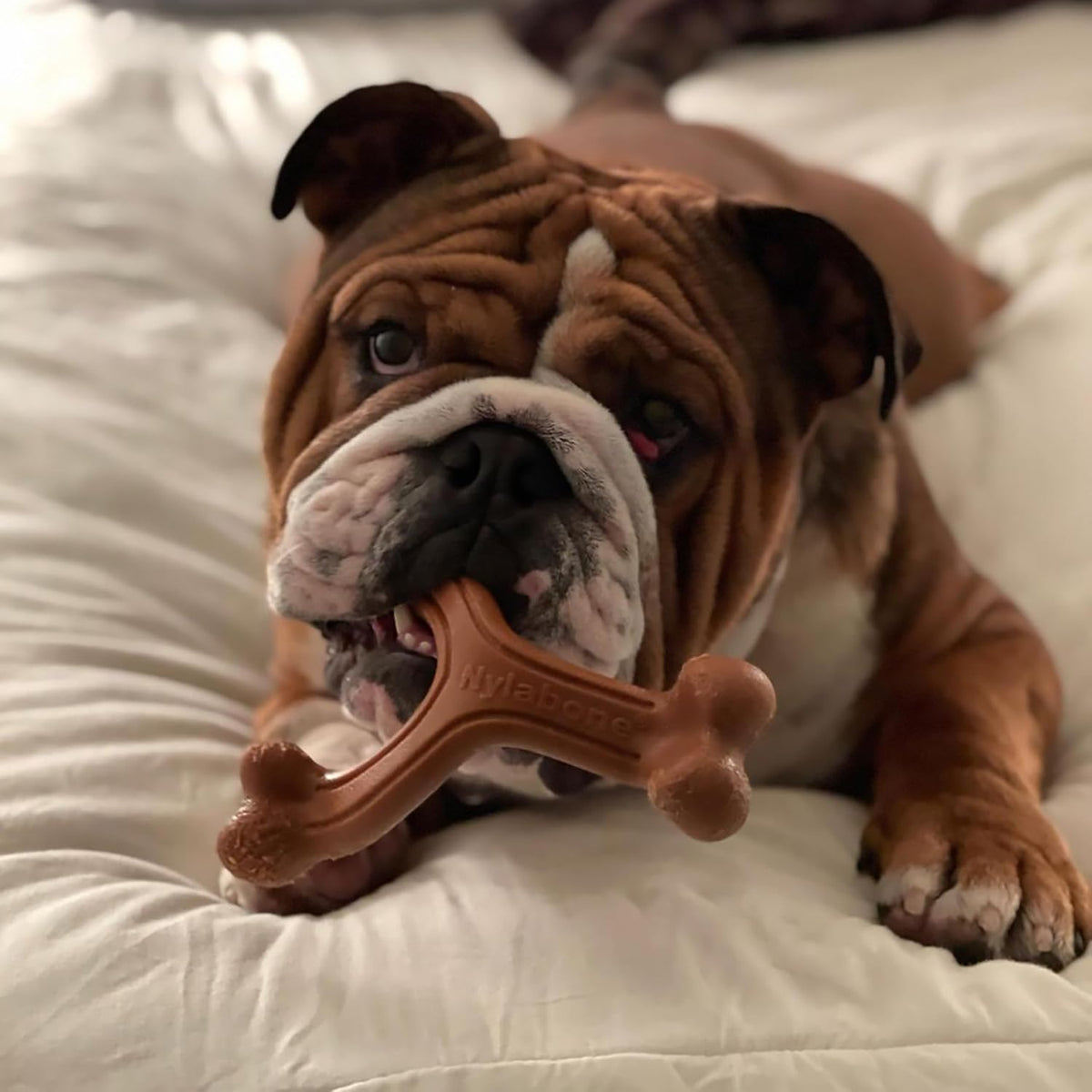 Nylabone Power Chew Customer Favorites Dog Chew Toys - Large / Wishbone - image 2