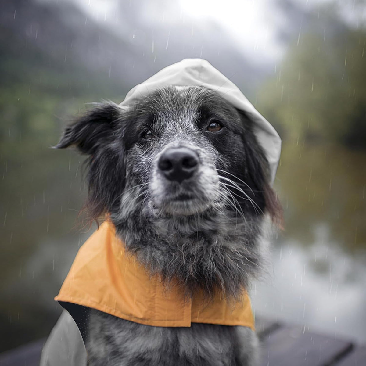 Dog Raincoat with Reflective Strip - XXL / Grey - image 4