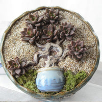 TOYPOPOR 6lb Succulent and Cactus Bonsai Gritty Mix Rocks, Natural Coarse Sand Stone, Potted Plant Decorative Gravel, DIY Projects Pebbles for Vases Fillers, Terrarium, Fairy Gardening, Top Dressing
