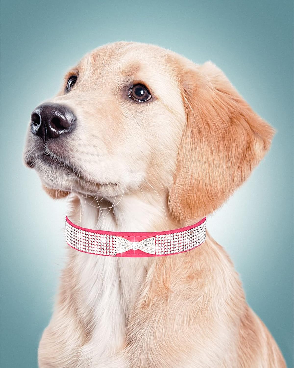 Dog Collar for Small Dogs - L / rose red4 - image 2