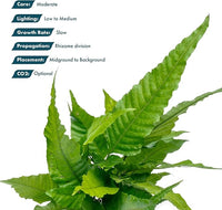 Live Plants - El Niño Fern (Bolbitis heteroclita) - Midground to Background Epiphytic Rhizome for Low to Medium Light Aquascapes - Dark Green, Slow-Growing Accent - Pot