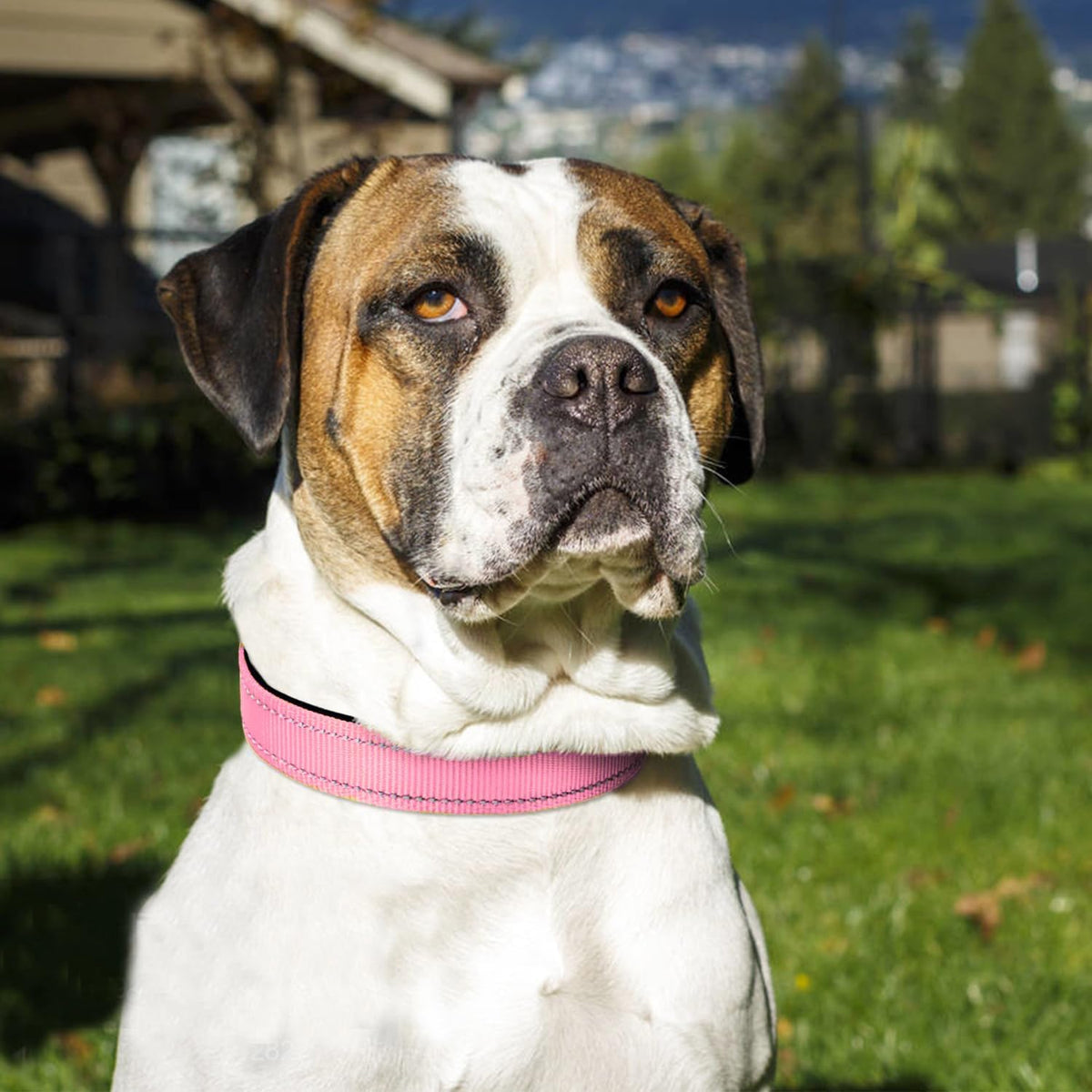 Joytale Reflective Dog Collar, Adjustable Neoprene Padded - X-Large (Pack of 1) / Pink - image 2