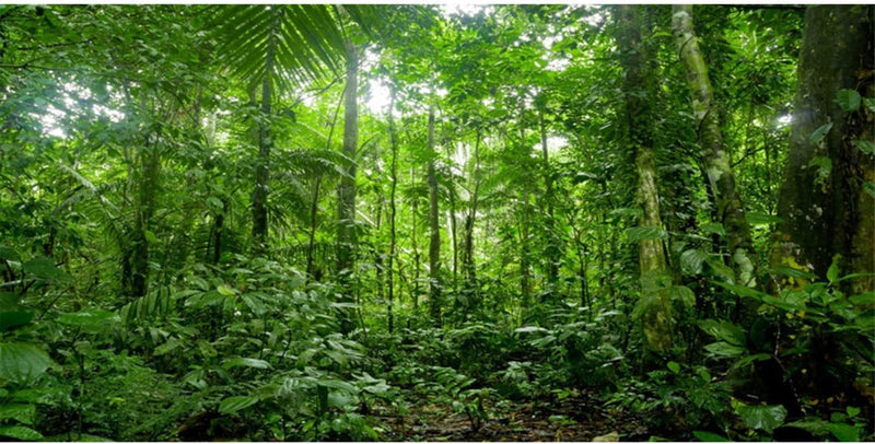 48x18 in Tropical Terrarium Backdrop Green Tree Reptile Habitat - 36x18in/90x45cm