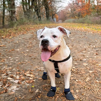 Double Dipped Thick Textured Waterproof Cotton Dog Socks | PawFlex Comfy Pawz Soft Indoor/Outdoor Pet Booties | Non-Slip Silicone Grip at Inner Wrist for No Twisting or Sliding Off| Adjustable Strap