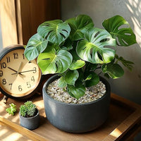 10 LBS Natural Decorative Jade Stones – Ideal for Plants, Succulents, Aquariums, Vases, and Garden Pots. 1/5 Inch Natural Stones Enhance Drainage and Soil Moisture Balance (Jade, 10 Pounds)