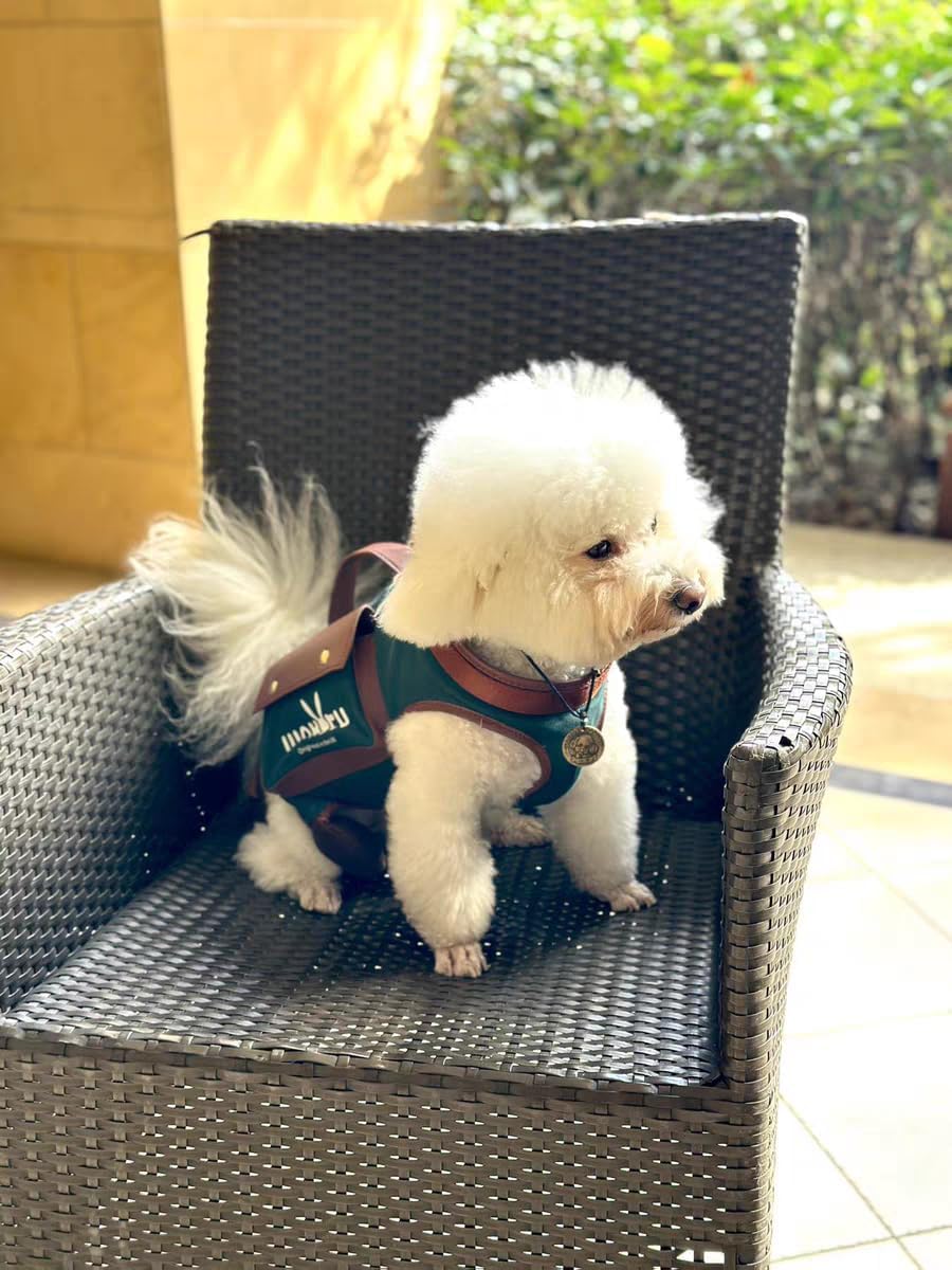 Wakytu Dog Lift Harness Dog Carrier Sling for Small Dogs & Cats - Small(4-8 LBS) / 1.0 Green - image 2