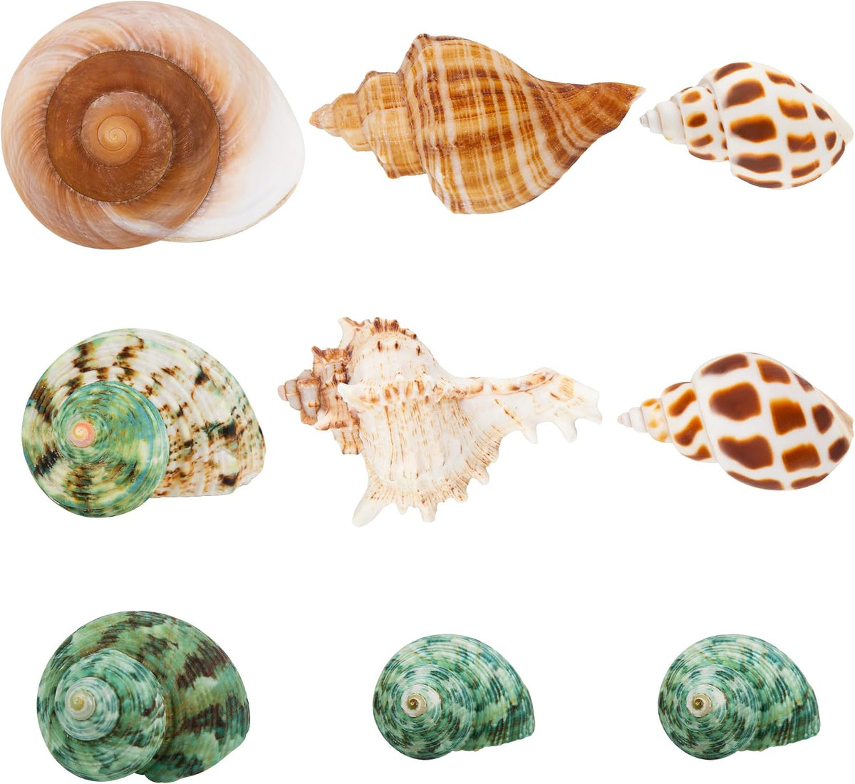 SINKOO 9PCS Hermit Crab Shells Small Medium Large