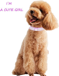 Dog Collar for Small Dogs - XS / purple3 - image 3