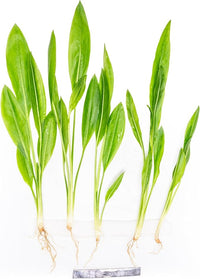Live Plant - Amazon Sword (Echinodorus Bleheri) - Beginner Friendly, Easy Care, Medium Light, Midground to Background Placement - Freshwater Aquarium Decoration - 1 Bunch (4-5 Plants)