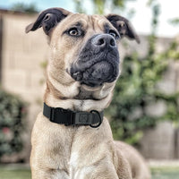 Dogline Biothane Waterproof Dog Collar with Quick Release Buckle Strong Coated Nylon Webbing with Odor- Proof for Easy Care Easy to Clean Fits Small Medium or Large Dogs, Black 1" W 15-23" L