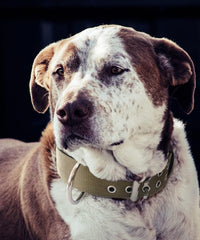 Dog Collar for Large Dogs, with Handle 2" Wide Heavy Duty - Green / L - image 2