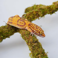Leopard Gecko Tank Accessories - image 3