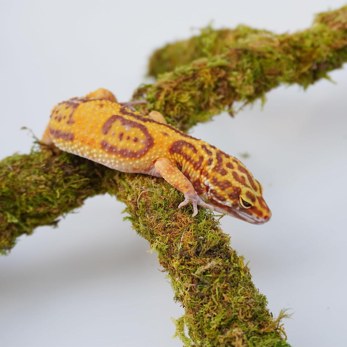 Leopard Gecko Tank Accessories - image 3