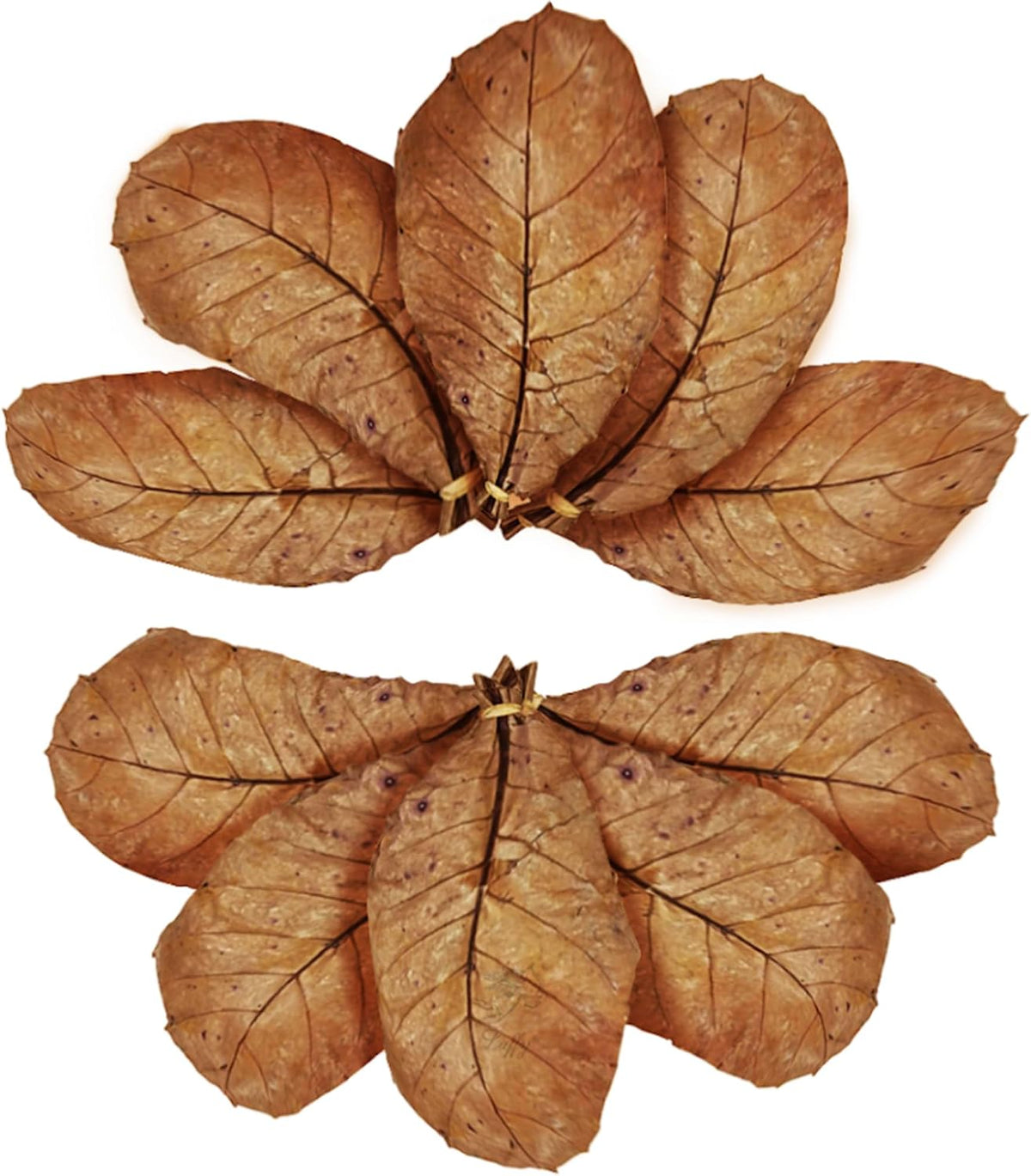 SunGrow 50 Pack Leaf Litter for Spider, Cricket & Isopod - Large - 10Pcs - image 3
