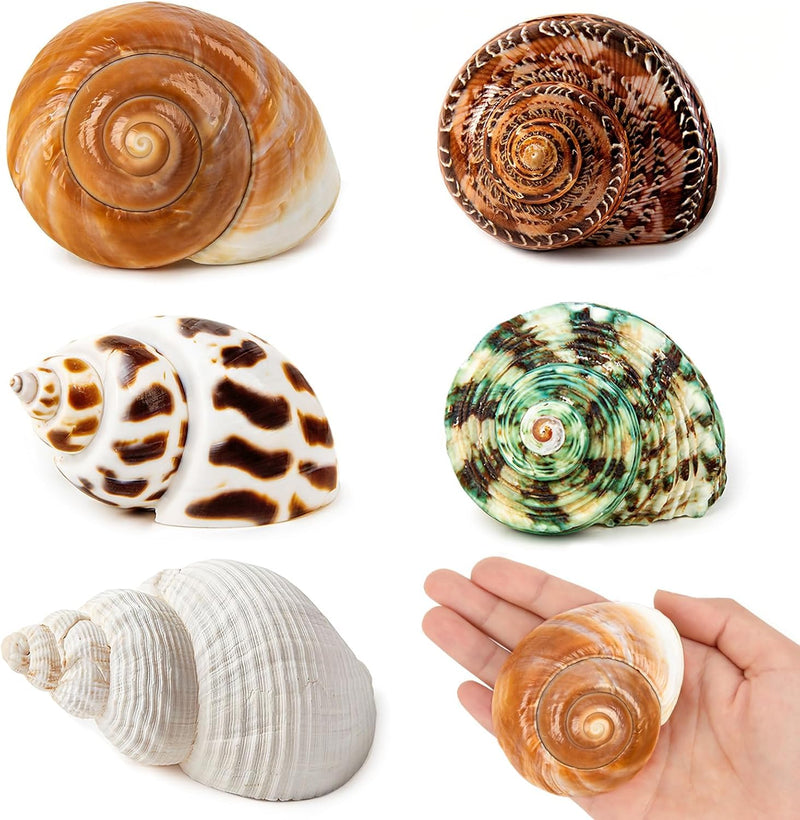 5PCS Hermit Crab Shells Medium to Large 2.8"-4" Shells