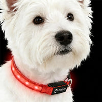 Super Bright LED Dog Collar, Waterproof Light up Collars – Essentials for Dogs - XS(Width:0.6",Length:8" - 11.5") / Red