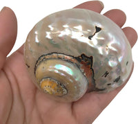 PEPPERLONELY 2 PC Hermit Crab Shells, Turbo Shells - 28a#. African Sarmaticus Turbo Shell 2-1/2 Inch ~ 3 Inches - image 3