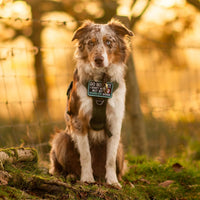 rabbitgoo Tactical Dog Harness for Large - Desert Camo / S(Chest:16.1"-31.5",Neck:15.4"-21.6",Back:7.1") - image 2