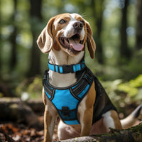 Joytale Reflective Dog Collar, Adjustable Neoprene Padded - X-Large (Pack of 1) / Sky Blue - image 2