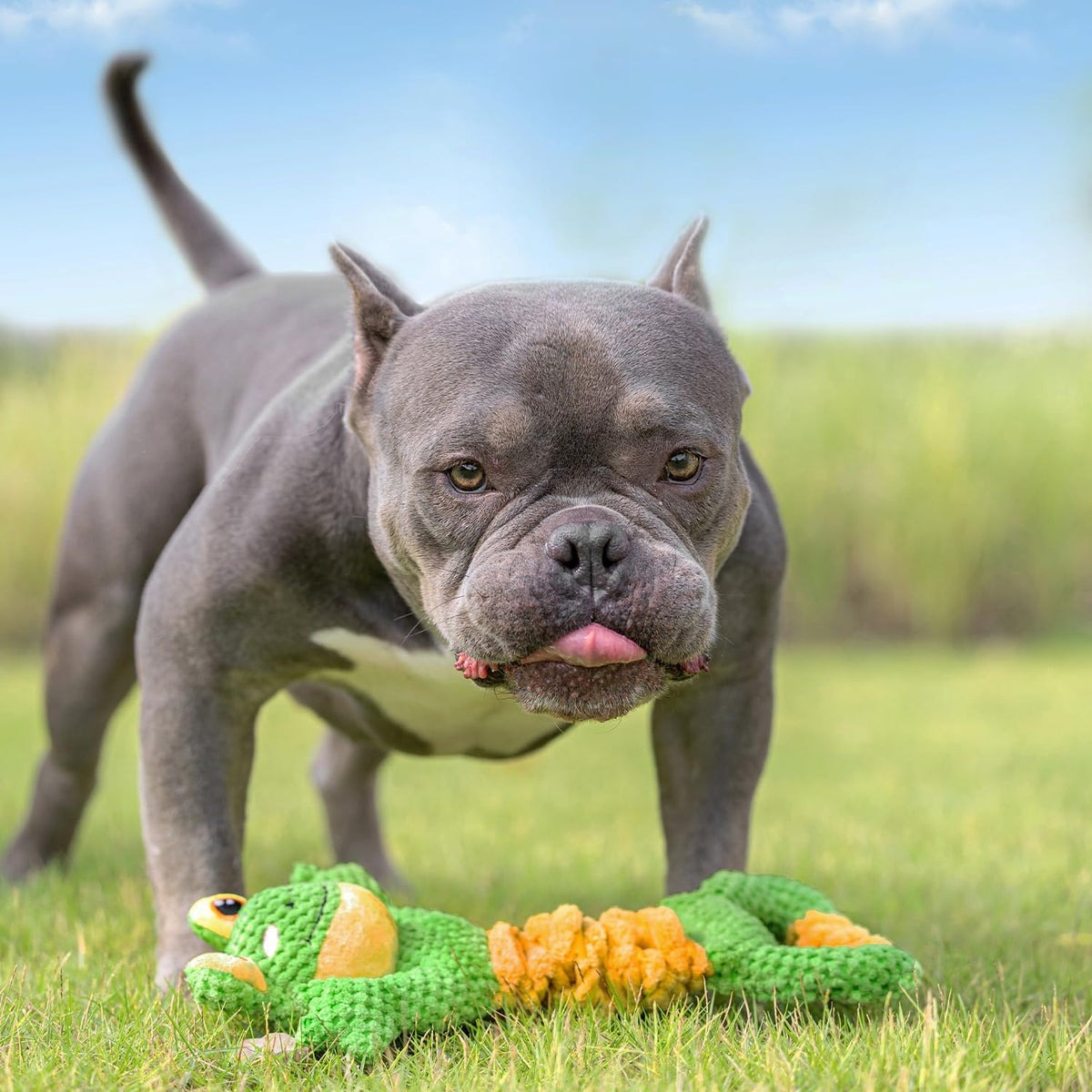 Tug of War Dog Toy, Crinkle Dog Toys for Large Dog - Frog - image 3