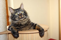 Sisal Rope for Cat Scratching Post Tree Tower Replacement - 0.31 in x 100 ft / Natural - image 3