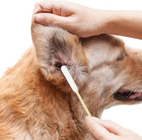 Dog Ear Cleaning Q Tips – 500 Count Cotton Swabs, 6-Inch Biodegradable Swabs for Dog Ear Care, Dog Wound Care, Safe & Eco-Friendly, Designed for Large Dogs