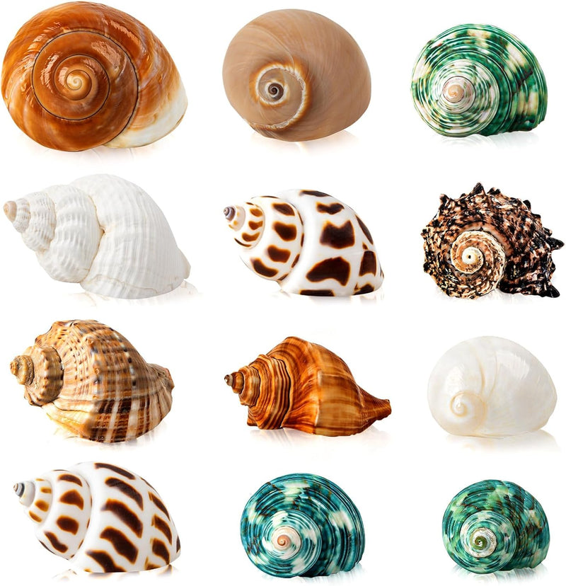 12PCS Hermit Crab Shells 1.6"-3.2", Growth Turbo Seashells – Essentials for Fish
