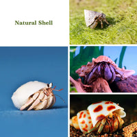 Lucky Baby 15+pcs Hermit Crab Shells Small to Medium Sea Conch Size - image 4