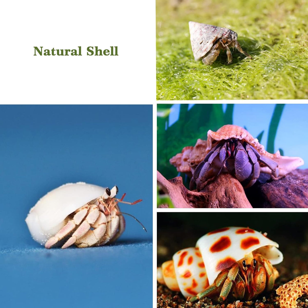 Lucky Baby 15+pcs Hermit Crab Shells Small to Medium Sea Conch Size - image 4