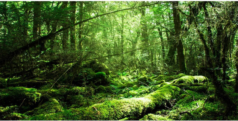 36x24 in Forest Terrarium Backdrop Green Tree Reptile Habitat - 30x12in/75x30cm