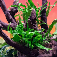Java Fern Live Aquarium Plants - Potted Freshwater Plant for Fish Tanks - Beginner Friendly, Low Light (Narrow Mini, 1 Pot)