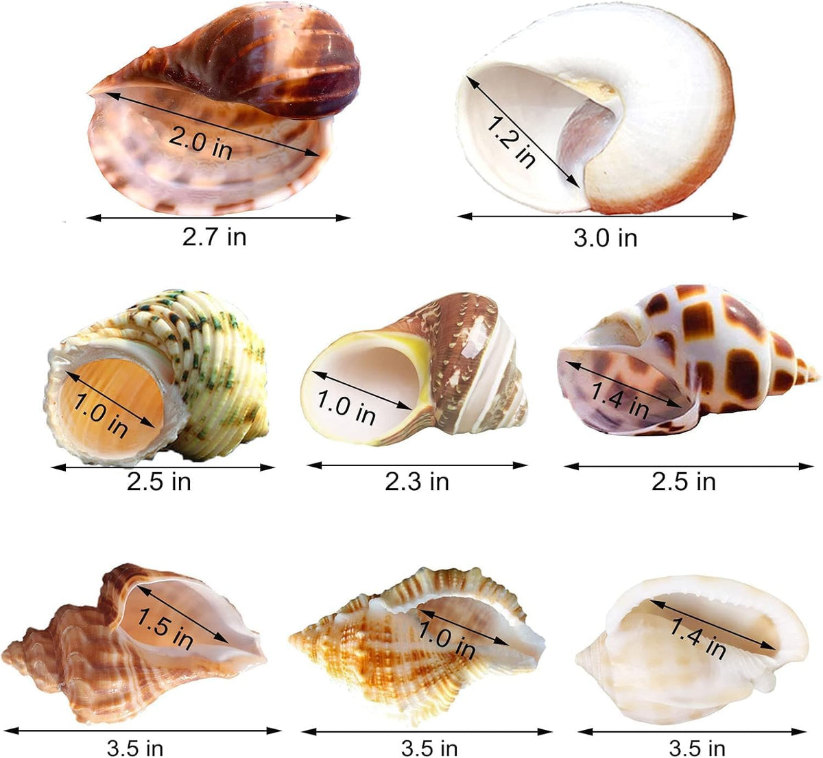 SINKOO 8PCS Hermit Crab Shells Medium to Large - image 2