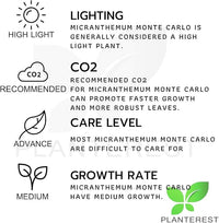 Micranthemum Monte Carlo Compact Tissue Culture Vitro Cup Freshwater Carpet Live Aquarium Plants Decoration BUY2GET1FREE