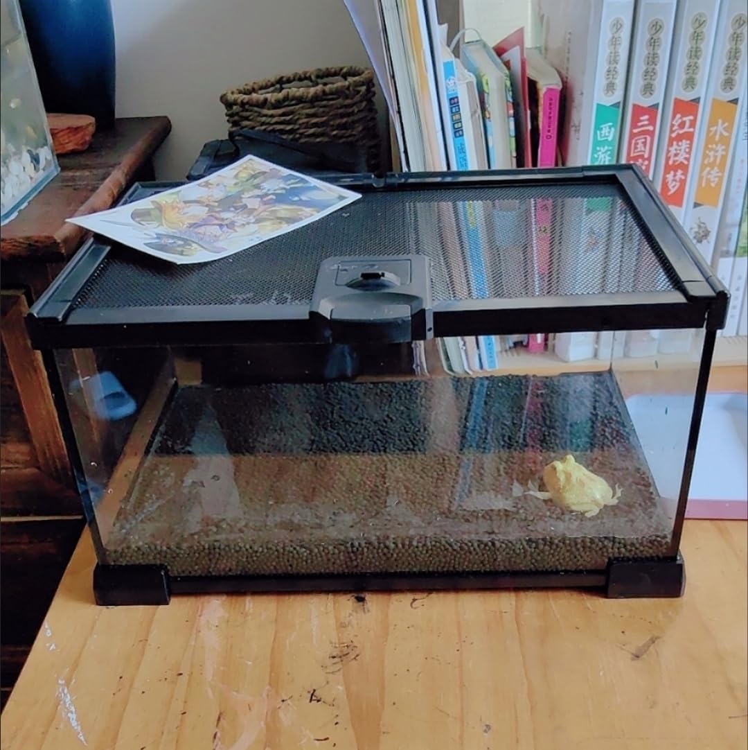 AWXZOM Mini Reptile Glass Terrarium Tank - 12x8x6inch - image 4