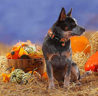 DOGWONG fall pumpkin dog collar in cotton with sunflower design, size large - view 4