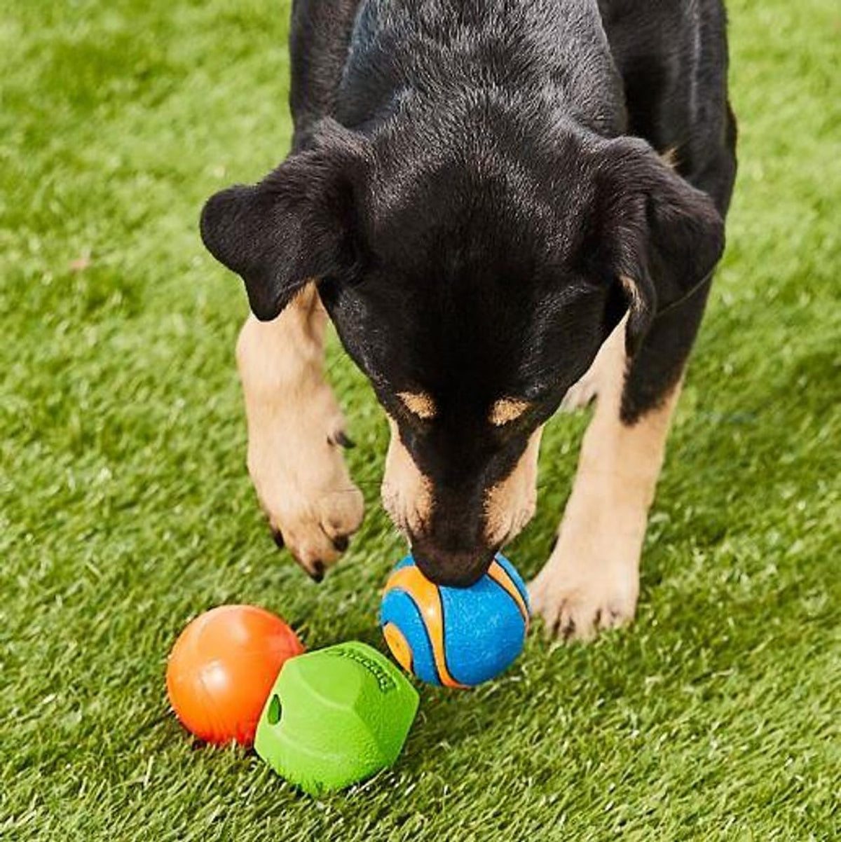Chuckit! Ultra and Rugged Dog Balls, High-Bounce Fetch, Set of 3 - Medium (2.5") / Fetch Pack 3 - image 2