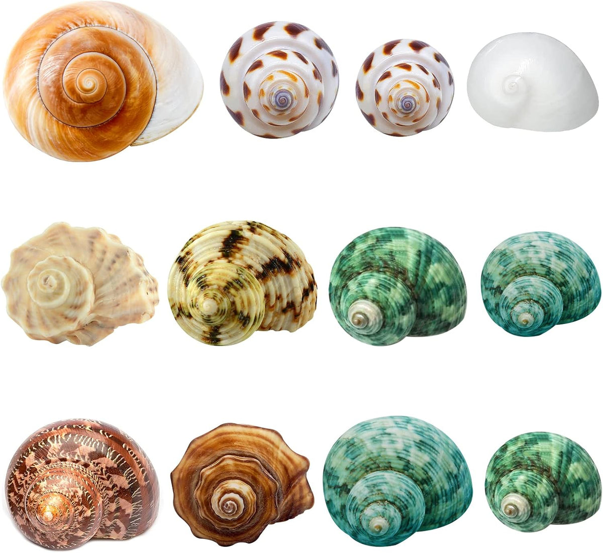 12PCS Hermit Crab Shells Medium and Large Growth Turbo Seashells