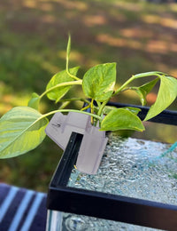 2 Pk Upgraded Aquarium Plant Holder - White 4 - image 2