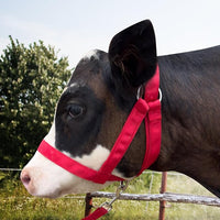 XUANNIAO Easily Adjustable Figure 8 Cow Halter, Double-Ply Premium Livestock Cattle Halters, Colorful Cow Utility Calf Halter with Leading Rope for Miniature Horse Donkey Goat Foal (Large, Red)