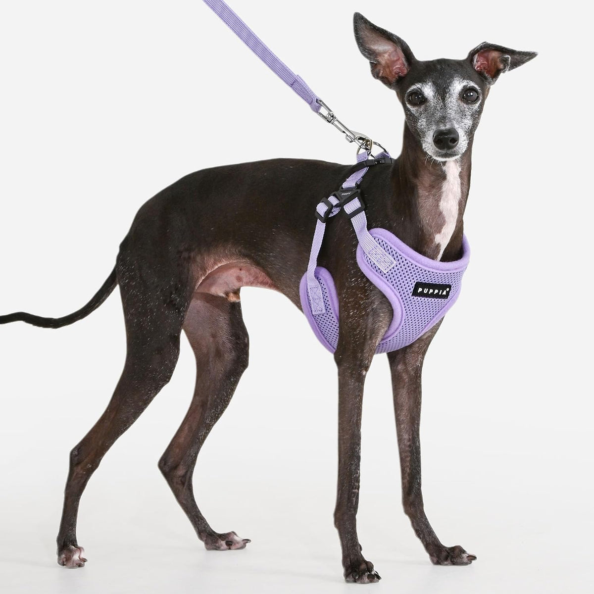 Puppia PARA-HC1533-CA-M Camo Soft Harness C Pet-Vest-Harnesses - Small / Violet - image 4