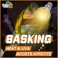 LUCKY HERP Heat Lamp Bulbs, 150W Reptile Heat Lamp 2 Pack - Clear Reptile Heat Lamp / 50W 1-Pack - image 3