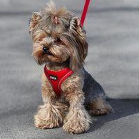 Fida Cat Harness and Leash Set for Walking Kitten and Puppy - XXS (Neck:11.4"-12.2"; Girth:12.6"-14.2") / Fiery Red - image 4